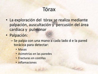 Tórax
• La exploración del tórax se realiza mediante
palpación, auscultación y percusión del área
cardiaca y pulmonar
• Palpación:
– Se palpa con una mano a cada lado d e la pared
torácica para detectar:
• Masas
• Asimetrías en las paredes
• Fracturas en costillas
• inflamaciones
 