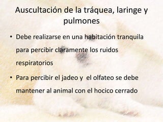 Auscultación de la tráquea, laringe y
pulmones
• Debe realizarse en una habitación tranquila
para percibir claramente los ruidos
respiratorios
• Para percibir el jadeo y el olfateo se debe
mantener al animal con el hocico cerrado
 
