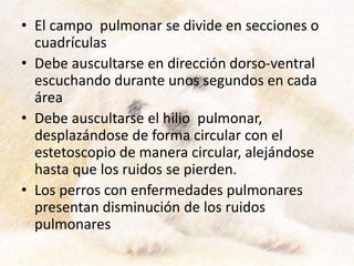 • El campo pulmonar se divide en secciones o
cuadrículas
• Debe auscultarse en dirección dorso-ventral
escuchando durante unos segundos en cada
área
• Debe auscultarse el hilio pulmonar,
desplazándose de forma circular con el
estetoscopio de manera circular, alejándose
hasta que los ruidos se pierden.
• Los perros con enfermedades pulmonares
presentan disminución de los ruidos
pulmonares
 