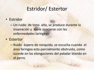 Estridor/ Estertor
• Estridor
– Un ruido de tono alto, se produce durante la
inspiración y suele asociarse con las
enfermedades laríngeas
• Estertor
– Ruido áspero de ronquido, se escucha cuando el
área faríngea esta parcialmente obstruida, como
sucede en las elongaciones del paladar blando en
el perro.
 