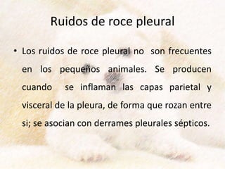 Ruidos de roce pleural
• Los ruidos de roce pleural no son frecuentes
en los pequeños animales. Se producen
cuando se inflaman las capas parietal y
visceral de la pleura, de forma que rozan entre
si; se asocian con derrames pleurales sépticos.
 
