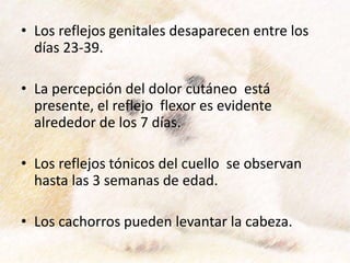 • Los reflejos genitales desaparecen entre los
días 23-39.
• La percepción del dolor cutáneo está
presente, el reflejo flexor es evidente
alrededor de los 7 días.
• Los reflejos tónicos del cuello se observan
hasta las 3 semanas de edad.
• Los cachorros pueden levantar la cabeza.
 