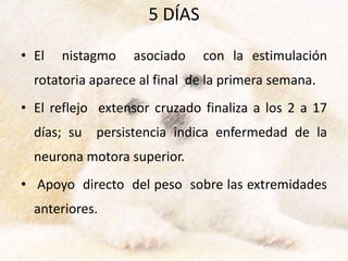 5 DÍAS
• El nistagmo asociado con la estimulación
rotatoria aparece al final de la primera semana.
• El reflejo extensor cruzado finaliza a los 2 a 17
días; su persistencia indica enfermedad de la
neurona motora superior.
• Apoyo directo del peso sobre las extremidades
anteriores.
 