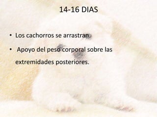 14-16 DIAS
• Los cachorros se arrastran.
• Apoyo del peso corporal sobre las
extremidades posteriores.
 