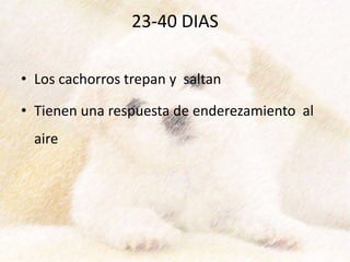 23-40 DIAS
• Los cachorros trepan y saltan
• Tienen una respuesta de enderezamiento al
aire
 