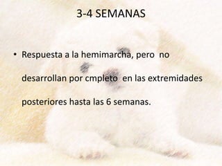 3-4 SEMANAS
• Respuesta a la hemimarcha, pero no
desarrollan por cmpleto en las extremidades
posteriores hasta las 6 semanas.
 