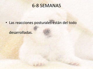 6-8 SEMANAS
• Las reacciones posturales están del todo
desarrolladas.
 