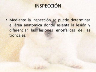 INSPECCIÓN
• Mediante la inspección se puede determinar
el área anatómica donde asienta la lesión y
diferenciar las lesiones encefálicas de las
troncales.
 