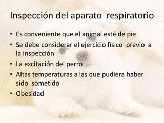 Inspección del aparato respiratorio
• Es conveniente que el animal esté de pie
• Se debe considerar el ejercicio físico previo a
la inspección
• La excitación del perro
• Altas temperaturas a las que pudiera haber
sido sometido
• Obesidad
 