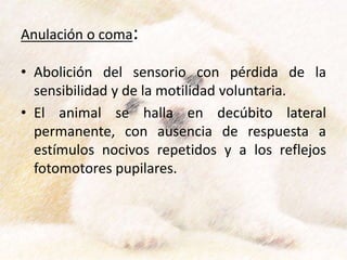 Anulación o coma:
• Abolición del sensorio con pérdida de la
sensibilidad y de la motilidad voluntaria.
• El animal se halla en decúbito lateral
permanente, con ausencia de respuesta a
estímulos nocivos repetidos y a los reflejos
fotomotores pupilares.
 