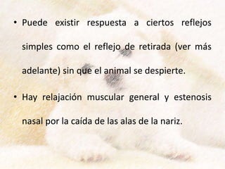 • Puede existir respuesta a ciertos reflejos
simples como el reflejo de retirada (ver más
adelante) sin que el animal se despierte.
• Hay relajación muscular general y estenosis
nasal por la caída de las alas de la nariz.
 
