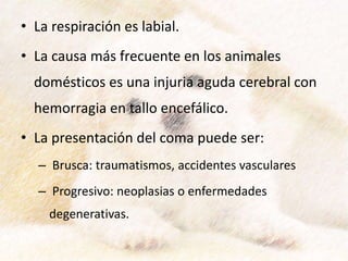 • La respiración es labial.
• La causa más frecuente en los animales
domésticos es una injuria aguda cerebral con
hemorragia en tallo encefálico.
• La presentación del coma puede ser:
– Brusca: traumatismos, accidentes vasculares
– Progresivo: neoplasias o enfermedades
degenerativas.
 