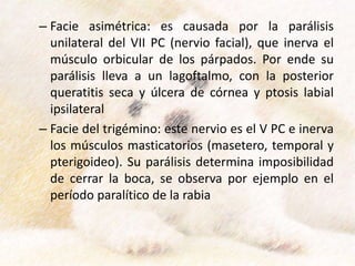 – Facie asimétrica: es causada por la parálisis
unilateral del VII PC (nervio facial), que inerva el
músculo orbicular de los párpados. Por ende su
parálisis lleva a un lagoftalmo, con la posterior
queratitis seca y úlcera de córnea y ptosis labial
ipsilateral
– Facie del trigémino: este nervio es el V PC e inerva
los músculos masticatorios (masetero, temporal y
pterigoideo). Su parálisis determina imposibilidad
de cerrar la boca, se observa por ejemplo en el
período paralítico de la rabia
 