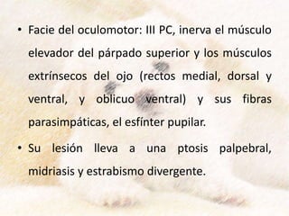 • Facie del oculomotor: III PC, inerva el músculo
elevador del párpado superior y los músculos
extrínsecos del ojo (rectos medial, dorsal y
ventral, y oblicuo ventral) y sus fibras
parasimpáticas, el esfínter pupilar.
• Su lesión lleva a una ptosis palpebral,
midriasis y estrabismo divergente.
 