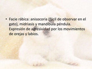 • Facie rábica: anisocoria (fácil de observar en el
gato), midriasis y mandíbula péndula.
Expresión de agresividad por los movimientos
de orejas y labios.
 