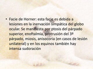• Facie de Horner: esta facie es debida a
lesiones en la inervación simpática del globo
ocular. Se manifiesta por ptosis del párpado
superior, enoftalmia, protrusión del 3º
párpado, miosis, anisocoria (en casos de lesión
unilateral) y en los equinos también hay
intensa sudoración
 