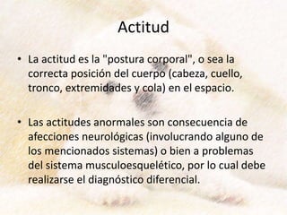 Actitud
• La actitud es la "postura corporal", o sea la
correcta posición del cuerpo (cabeza, cuello,
tronco, extremidades y cola) en el espacio.
• Las actitudes anormales son consecuencia de
afecciones neurológicas (involucrando alguno de
los mencionados sistemas) o bien a problemas
del sistema musculoesquelético, por lo cual debe
realizarse el diagnóstico diferencial.
 