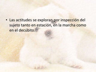 • Las actitudes se exploran por inspección del
sujeto tanto en estación, en la marcha como
en el decúbito.
 