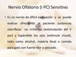 Nervio Olfatorio (I PC) Sensitivo
• Es un nervio de difícil evaluación y se puede
evaluar ofreciendo al paciente sustancias
odoríferas no irritantes (estimulación del V
par) y tapándole los ojos (estímulo visual),
tales como alcohol, materia fecal o comida
para gato con fuerte olor a pescado.
 