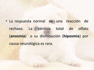 • La respuesta normal es una reacción de
rechazo. La pérdida total de olfato
(anosmia) o su disminución (hiposmia) por
causa neurológica es rara.
 