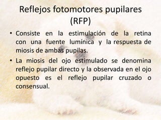 Reflejos fotomotores pupilares
(RFP)
• Consiste en la estimulación de la retina
con una fuente lumínica y la respuesta de
miosis de ambas pupilas.
• La miosis del ojo estimulado se denomina
reflejo pupilar directo y la observada en el ojo
opuesto es el reflejo pupilar cruzado o
consensual.
 
