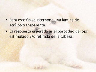 • Para este fin se interpone una lámina de
acrílico transparente.
• La respuesta esperada es el parpadeo del ojo
estimulado y/o retirada de la cabeza.
 