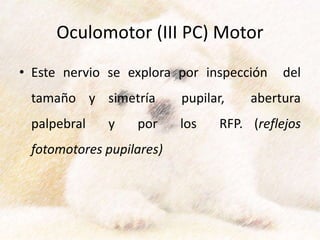Oculomotor (III PC) Motor
• Este nervio se explora por inspección del
tamaño y simetría pupilar, abertura
palpebral y por los RFP. (reflejos
fotomotores pupilares)
 