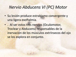 Nervio Abducens VI (PC) Motor
• Su lesión produce estrabismo convergente y
una ligera exoftalmia.
• . Al ser estos tres nervios (Oculomotor,
Troclear y Abducens) responsables de la
inervación de los músculos extrínsecos del ojo
se los explora en conjunto.
 