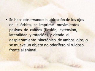 • Se hace observando la ubicación de los ojos
en la órbita, se imprime movimientos
pasivos de cabeza (flexión, extensión,
lateralidad y rotación), y viendo el
desplazamiento sincrónico de ambos ojos, o
se mueve un objeto no odorífero ni ruidoso
frente al animal.
 