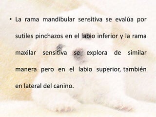 • La rama mandibular sensitiva se evalúa por
sutiles pinchazos en el labio inferior y la rama
maxilar sensitiva se explora de similar
manera pero en el labio superior, también
en lateral del canino.
 