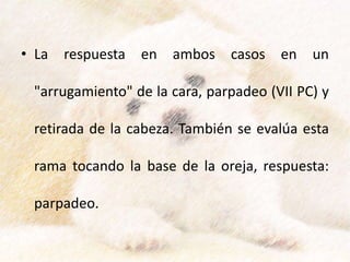 • La respuesta en ambos casos en un
"arrugamiento" de la cara, parpadeo (VII PC) y
retirada de la cabeza. También se evalúa esta
rama tocando la base de la oreja, respuesta:
parpadeo.
 