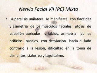Nervio Facial VII (PC) Mixto
• La parálisis unilateral se manifiesta con flaccidez
y asimetría de los músculos faciales, ptosis de
pabellón auricular y labios, asimetría de los
orificios nasales con desviación hacia el lado
contrario a la lesión, dificultad en la toma de
alimentos, sialorrea y lagoftalmo.
 