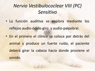 Nervio Vestibulococlear VIII (PC)
Sensitivo
• La función auditiva se explora mediante los
reflejos audio-óculo-giro y audio-palpebral.
• En el primero el clínico se coloca por detrás del
animal y produce un fuerte ruido, el paciente
deberá girar la cabeza hacia donde proviene el
sonido.
 