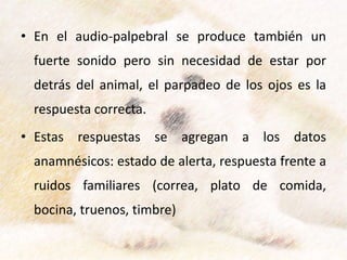 • En el audio-palpebral se produce también un
fuerte sonido pero sin necesidad de estar por
detrás del animal, el parpadeo de los ojos es la
respuesta correcta.
• Estas respuestas se agregan a los datos
anamnésicos: estado de alerta, respuesta frente a
ruidos familiares (correa, plato de comida,
bocina, truenos, timbre)
 