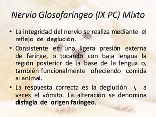 Nervio Glosofaríngeo (IX PC) Mixto
• La integridad del nervio se realiza mediante el
reflejo de deglución.
• Consistente en una ligera presión externa
de faringe, o tocando con baja lengua la
región posterior de la base de la lengua o,
también funcionalmente ofreciendo comida
al animal.
• La respuesta correcta es la deglución y a
veces el vómito. La alteración se denomina
disfagia de origen faríngeo.
 