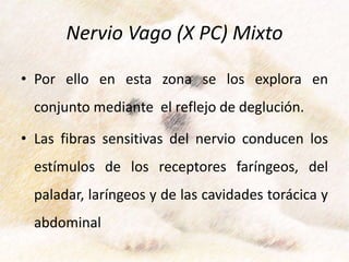 Nervio Vago (X PC) Mixto
• Por ello en esta zona se los explora en
conjunto mediante el reflejo de deglución.
• Las fibras sensitivas del nervio conducen los
estímulos de los receptores faríngeos, del
paladar, laríngeos y de las cavidades torácica y
abdominal
 