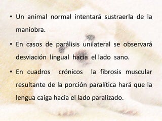 • Un animal normal intentará sustraerla de la
maniobra.
• En casos de parálisis unilateral se observará
desviación lingual hacia el lado sano.
• En cuadros crónicos la fibrosis muscular
resultante de la porción paralítica hará que la
lengua caiga hacia el lado paralizado.
 