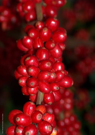 Foto: Renato Fernandes / Paulo Saliba




18
 