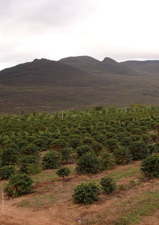 Foto: Arquivo Agricafé




30
 