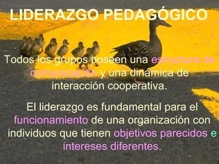 LIDERAZGO PEDAGÓGICO
Todos los grupos poseen una estructura de
comunicación y una dinámica de
interacción cooperativa.
El liderazgo es fundamental para el
funcionamiento de una organización con
individuos que tienen objetivos parecidos e
intereses diferentes.
 