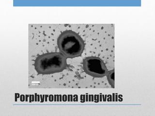 Porphyromona gingivalis
 