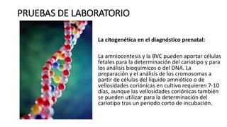 PRUEBAS DE LABORATORIO
La citogenética en el diagnóstico prenatal:
La amniocentesis y la BVC pueden aportar células
fetales para la determinación del cariotipo y para
los análisis bioquímicos o del DNA. La
preparación y el análisis de los cromosomas a
partir de células del líquido amniótico o de
vellosidades coriónicas en cultivo requieren 7-10
días, aunque las vellosidades coriónicas también
se pueden utilizar para la determinación del
cariotipo tras un periodo corto de incubación.
 