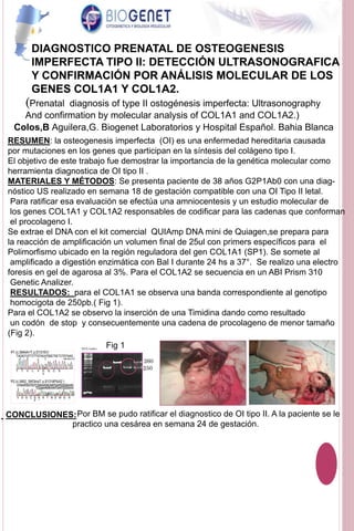 DIAGNOSTICO PRENATAL DE OSTEOGENESIS
IMPERFECTA TIPO II: DETECCIÓN ULTRASONOGRAFICA
Y CONFIRMACIÓN POR ANÁLISIS MOLECULAR DE LOS
GENES COL1A1 Y COL1A2.
(Prenatal diagnosis of type II ostogénesis imperfecta: Ultrasonography
And confirmation by molecular analysis of COL1A1 and COL1A2.)
Colos,B Aguilera,G. Biogenet Laboratorios y Hospital Español. Bahia Blanca
RESUMEN: la osteogenesis imperfecta (OI) es una enfermedad hereditaria causada
por mutaciones en los genes que participan en la síntesis del colágeno tipo I.
El objetivo de este trabajo fue demostrar la importancia de la genética molecular como
herramienta diagnostica de OI tipo II .
MATERIALES Y MÉTODOS: Se presenta paciente de 38 años G2P1Ab0 con una diag-
nóstico US realizado en semana 18 de gestación compatible con una OI Tipo II letal.
Para ratificar esa evaluación se efectúa una amniocentesis y un estudio molecular de
los genes COL1A1 y COL1A2 responsables de codificar para las cadenas que conforman
el procolageno I.
Se extrae el DNA con el kit comercial QUIAmp DNA mini de Quiagen,se prepara para
la reacción de amplificación un volumen final de 25ul con primers específicos para el
Polimorfismo ubicado en la región reguladora del gen COL1A1 (SP1). Se somete al
amplificado a digestión enzimática con Bal I durante 24 hs a 37°. Se realizo una electro
foresis en gel de agarosa al 3%. Para el COL1A2 se secuencia en un ABI Prism 310
Genetic Analizer.
RESULTADOS: para el COL1A1 se observa una banda correspondiente al genotipo
homocigota de 250pb.( Fig 1).
Para el COL1A2 se observo la inserción de una Timidina dando como resultado
un codón de stop y consecuentemente una cadena de procolageno de menor tamaño
(Fig 2).
250
260
L
Fig 1DNA ladder
CONCLUSIONES:Por BM se pudo ratificar el diagnostico de OI tipo II. A la paciente se le
practico una cesárea en semana 24 de gestación.
 