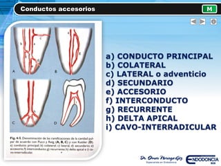 Conductos accesorios M
a) CONDUCTO PRINCIPAL
b) COLATERAL
c) LATERAL o adventicio
d) SECUNDARIO
e) ACCESORIO
f) INTERCONDUCTO
g) RECURRENTE
h) DELTA APICAL
i) CAVO-INTERRADICULAR
 