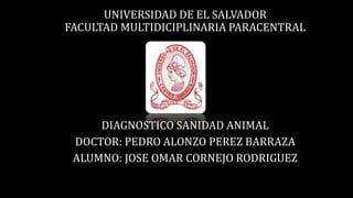UNIVERSIDAD DE EL SALVADOR
FACULTAD MULTIDICIPLINARIA PARACENTRAL
DIAGNOSTICO SANIDAD ANIMAL
DOCTOR: PEDRO ALONZO PEREZ BARRAZA
ALUMNO: JOSE OMAR CORNEJO RODRIGUEZ
 