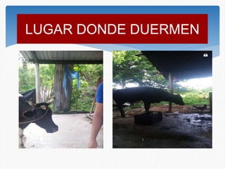 LUGAR DONDE DUERMEN
 