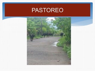 PASTOREO
 