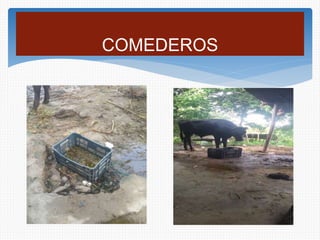 COMEDEROS
 