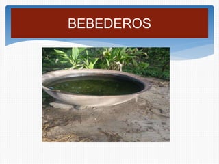 BEBEDEROS
 