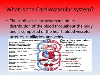 Diagnostic Procedures Of The Cardiovascular System | PPTX